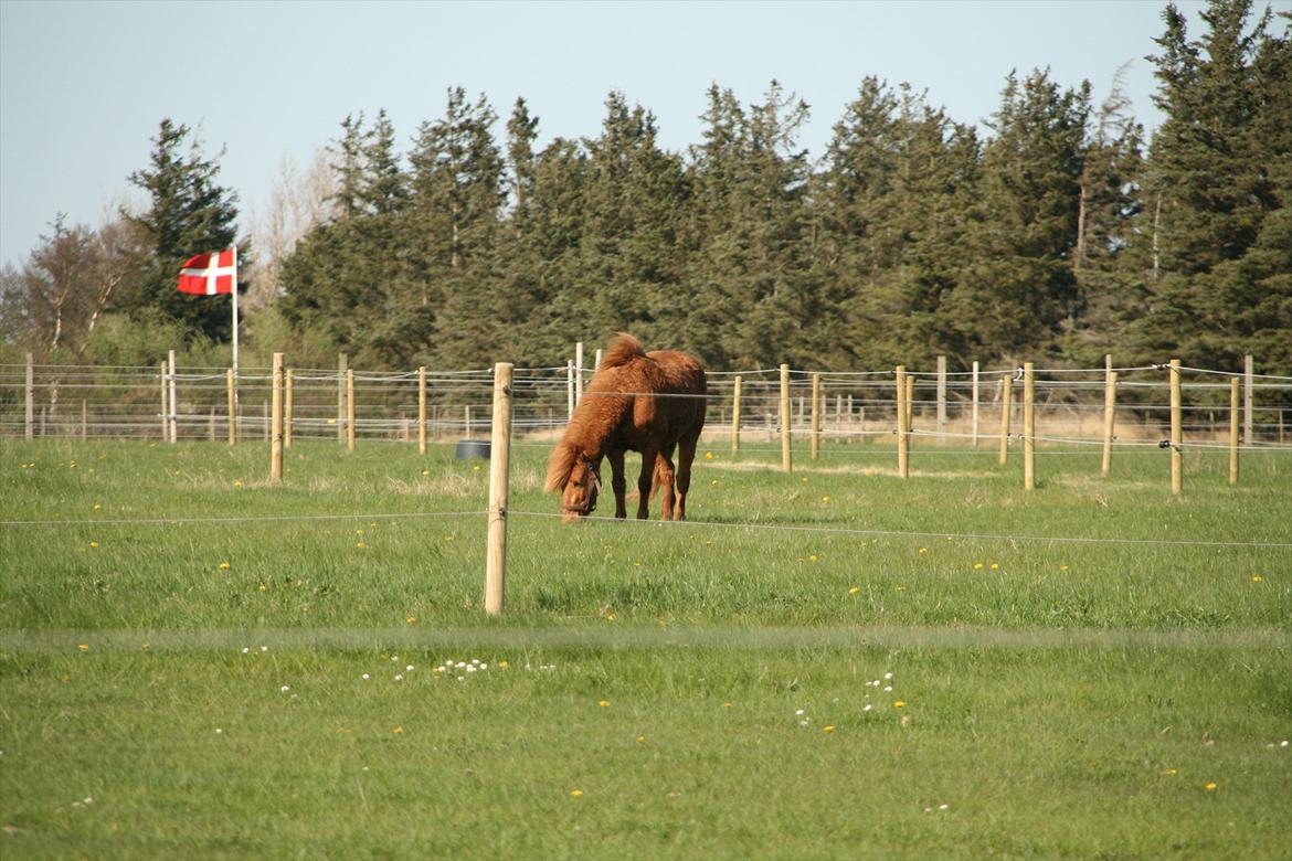 Islænder Kveldrodi fra Tøndborg billede 9