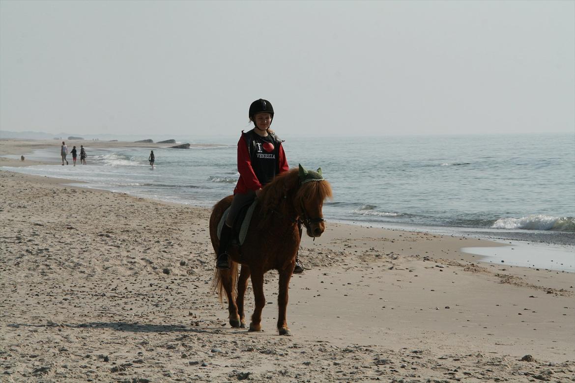 Islænder Kveldrodi fra Tøndborg billede 10