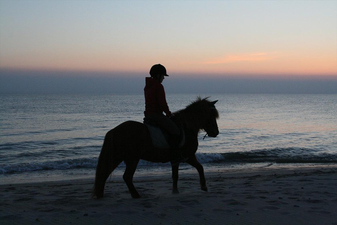 Islænder Kveldrodi fra Tøndborg billede 11