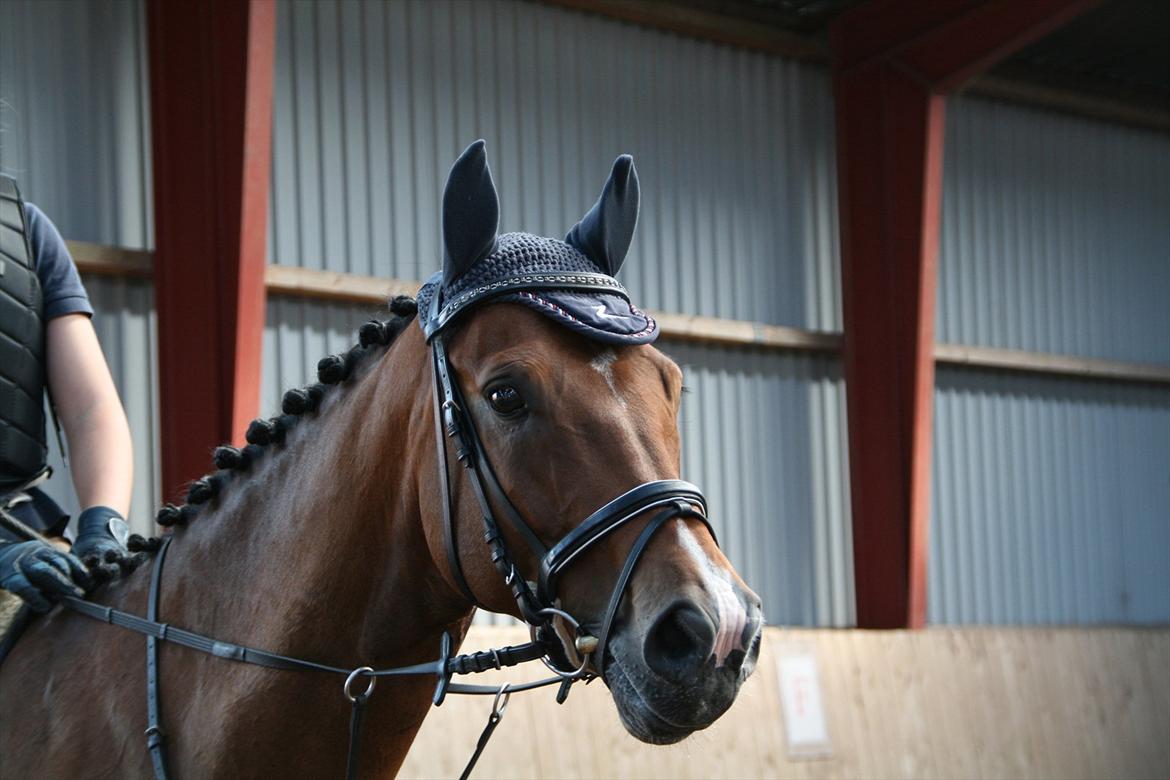 Hollandsk Varmblod Zippo billede 1