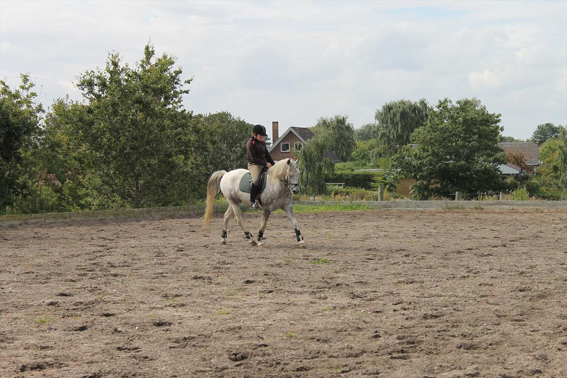 Pinto Araber Ib billede 1