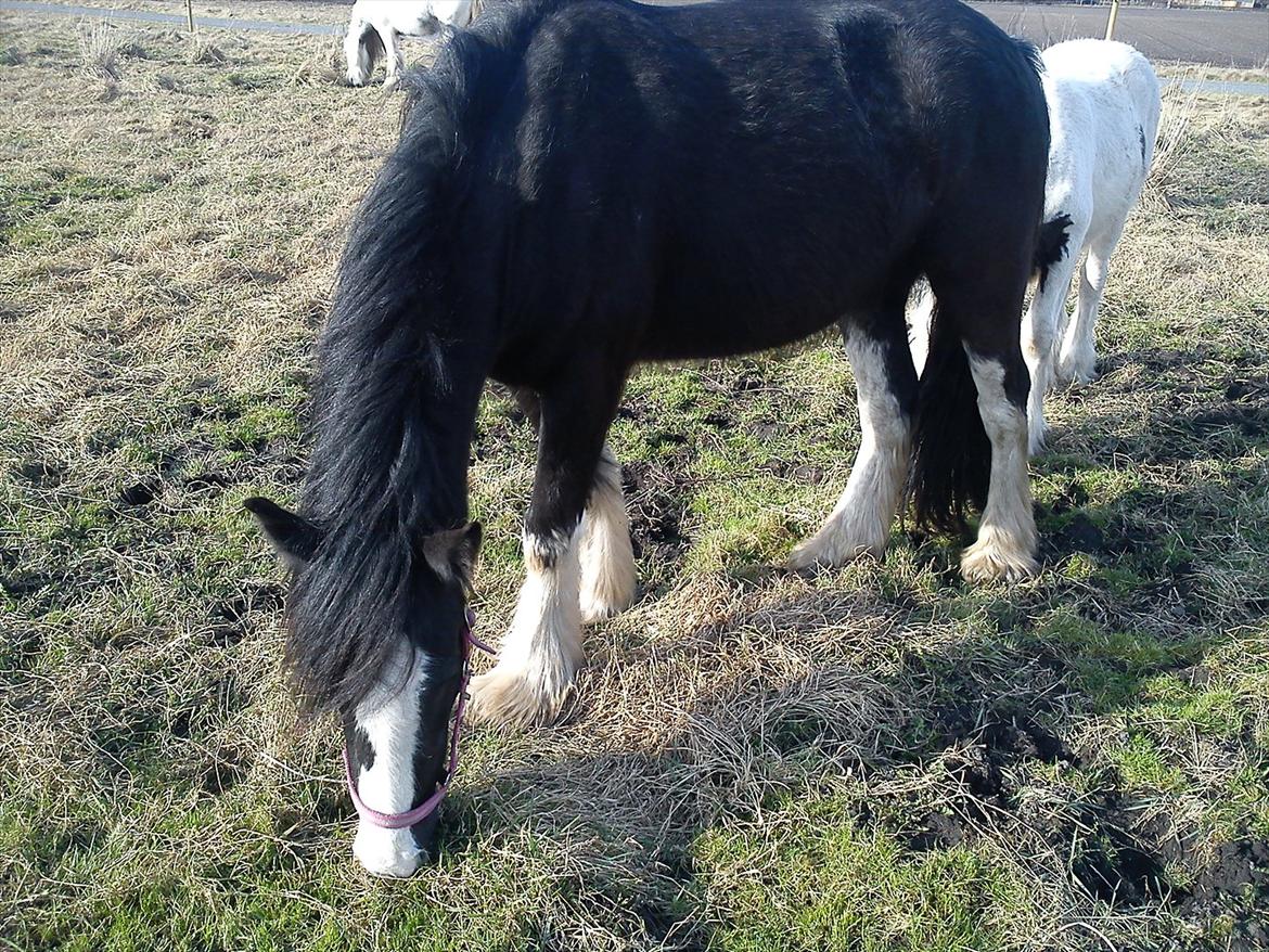 Tinker Kragelunds Darcy billede 3