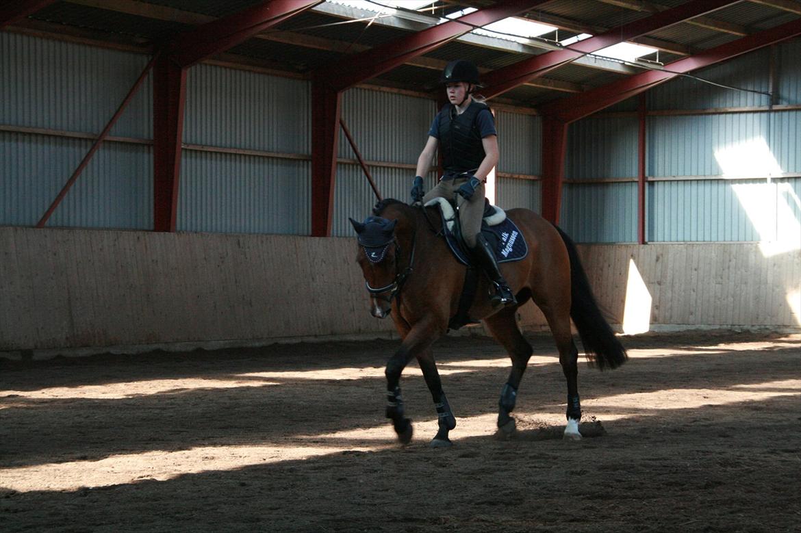 Hollandsk Varmblod Zippo billede 2