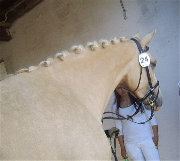 Palomino Bell Feodora billede 10