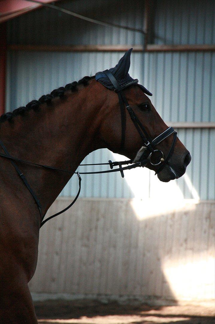 Hollandsk Varmblod Zippo billede 3