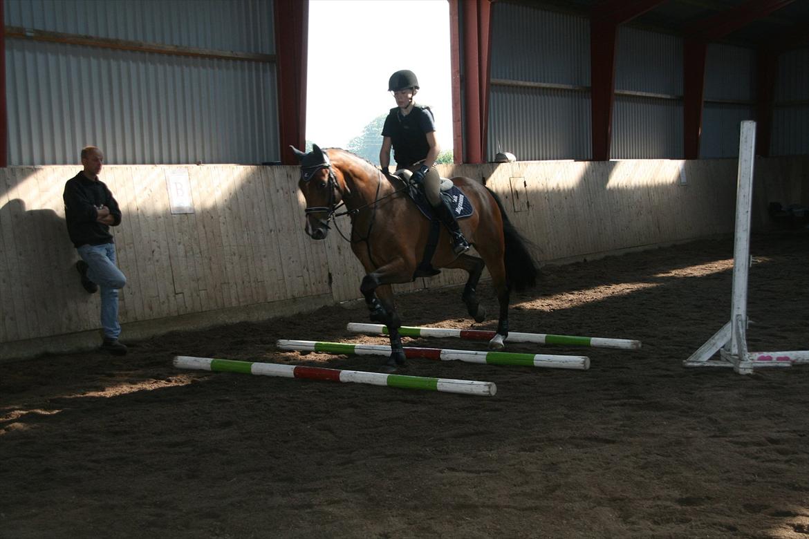 Hollandsk Varmblod Zippo billede 4