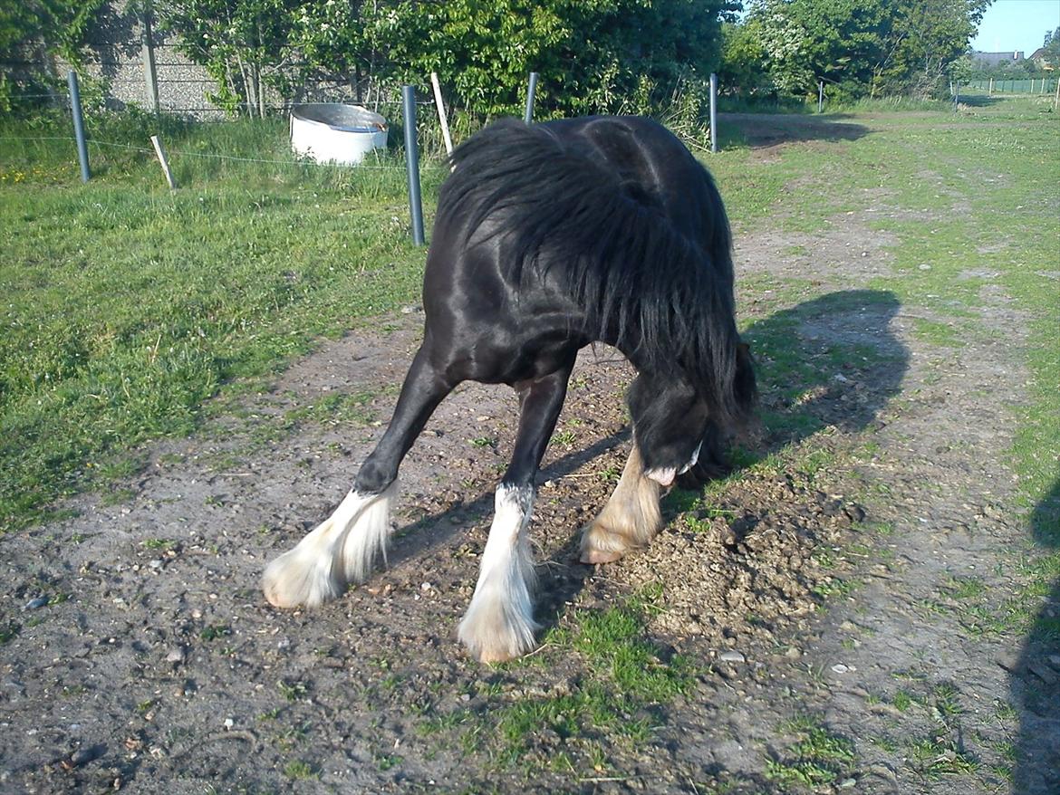 Tinker Kragelunds Darcy billede 4