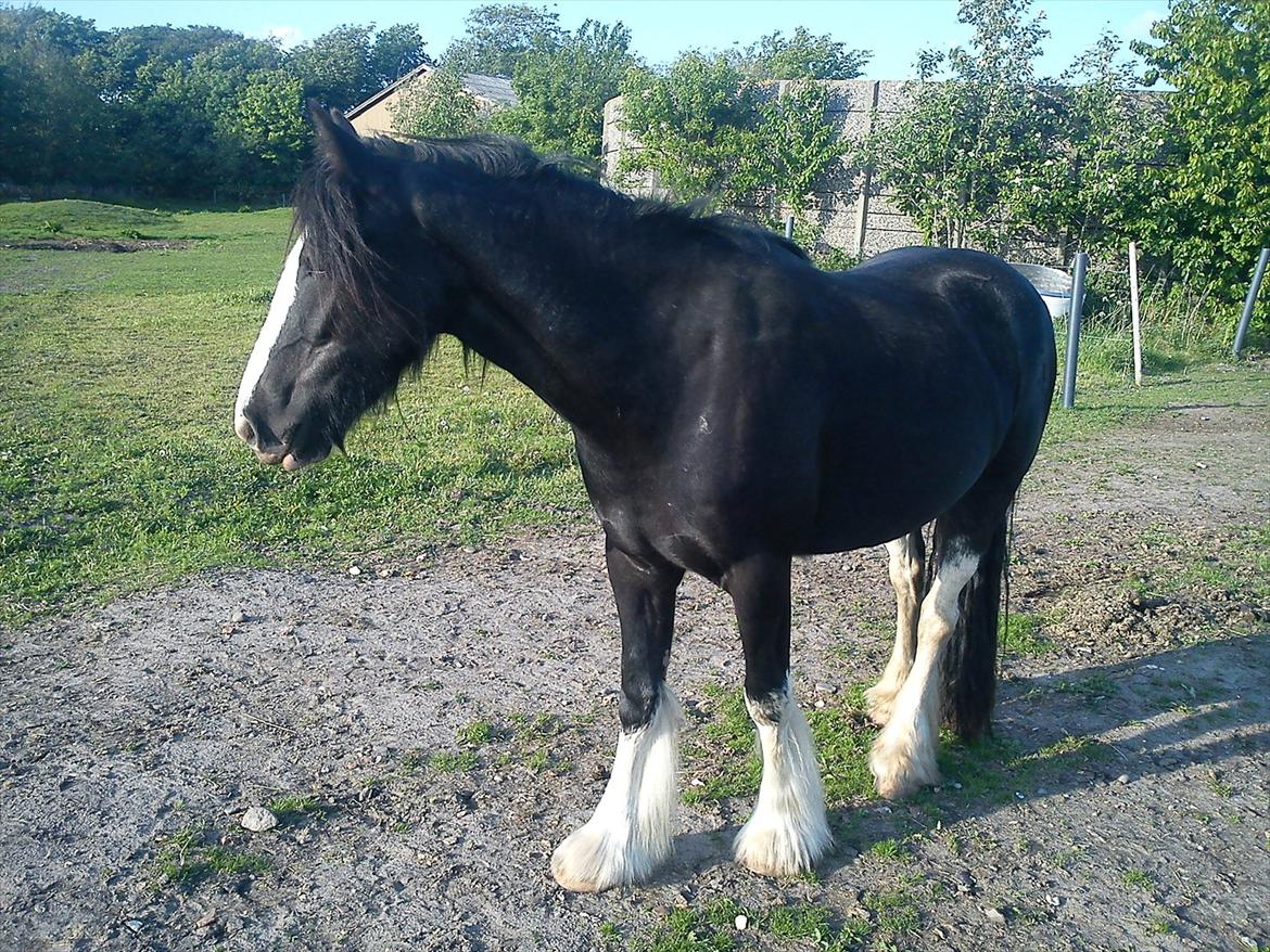 Tinker Kragelunds Darcy - Nystriglet billede 2