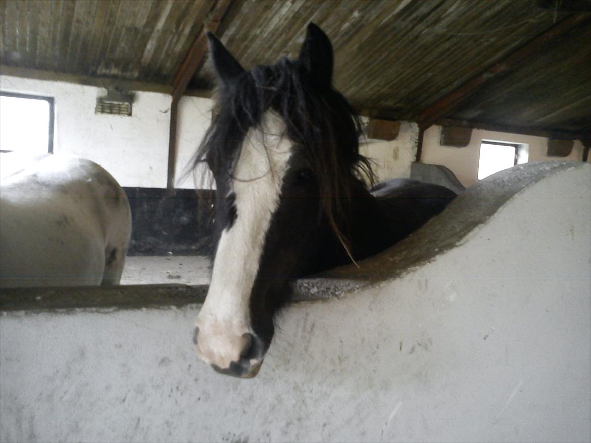 Tinker Kragelunds Darcy billede 5