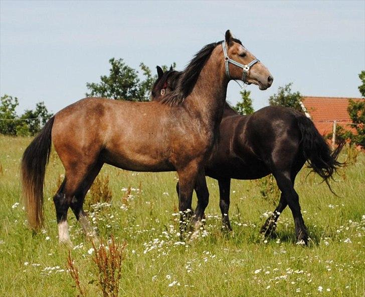 Holstener Cashmir billede 10