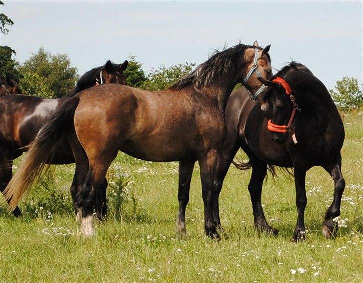 Holstener Cashmir billede 11