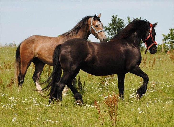 Holstener Cashmir billede 12