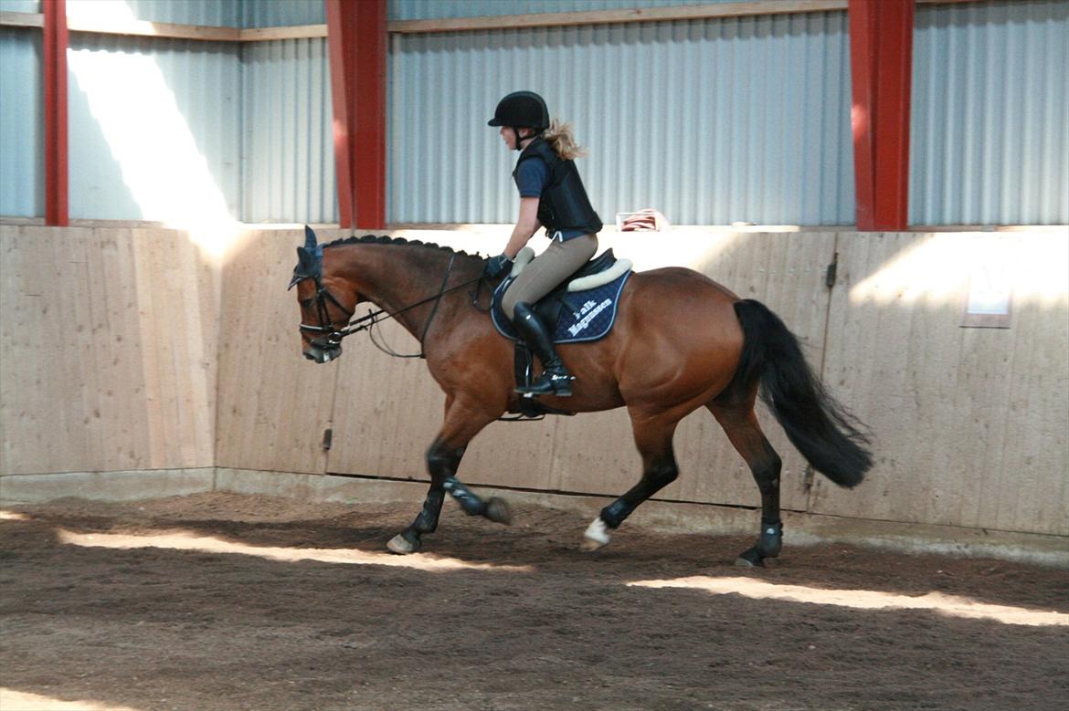 Hollandsk Varmblod Zippo billede 5