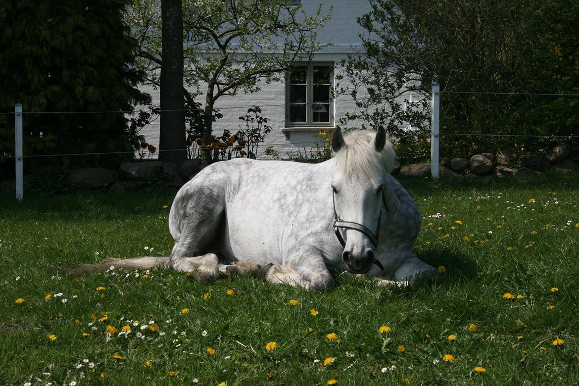 Connemara Borks Dixie Girl - Dixie et par mdr før vi måtte aflive hende. Savner hende. Søde dejlige lille umulige Dixie. Håber du har det godt på de evige græsmarker. billede 1