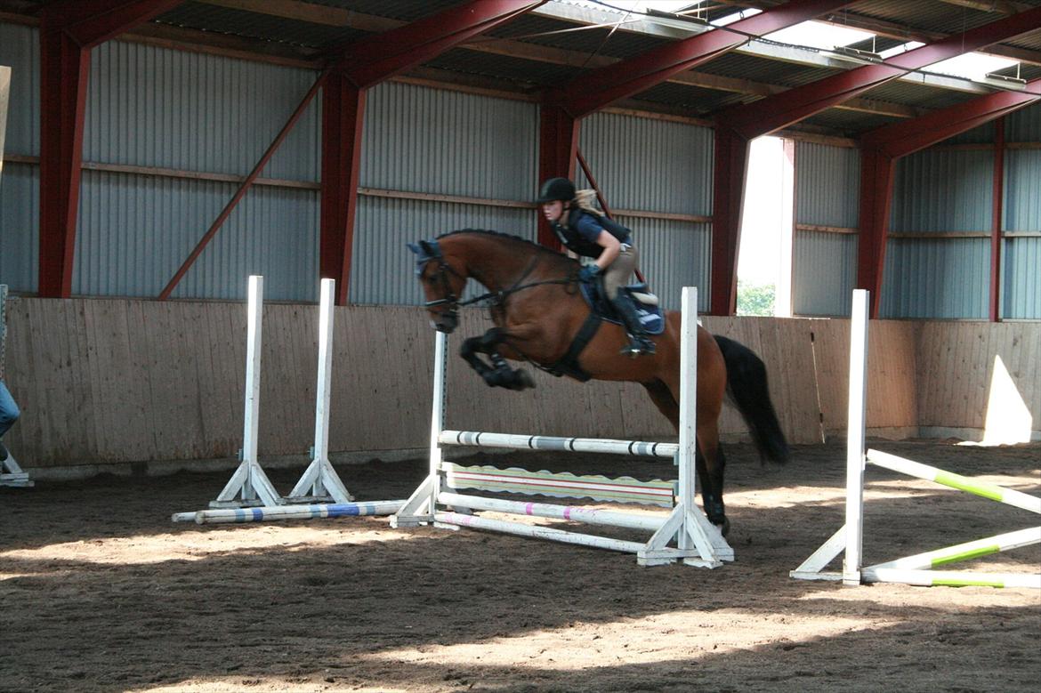 Hollandsk Varmblod Zippo billede 6