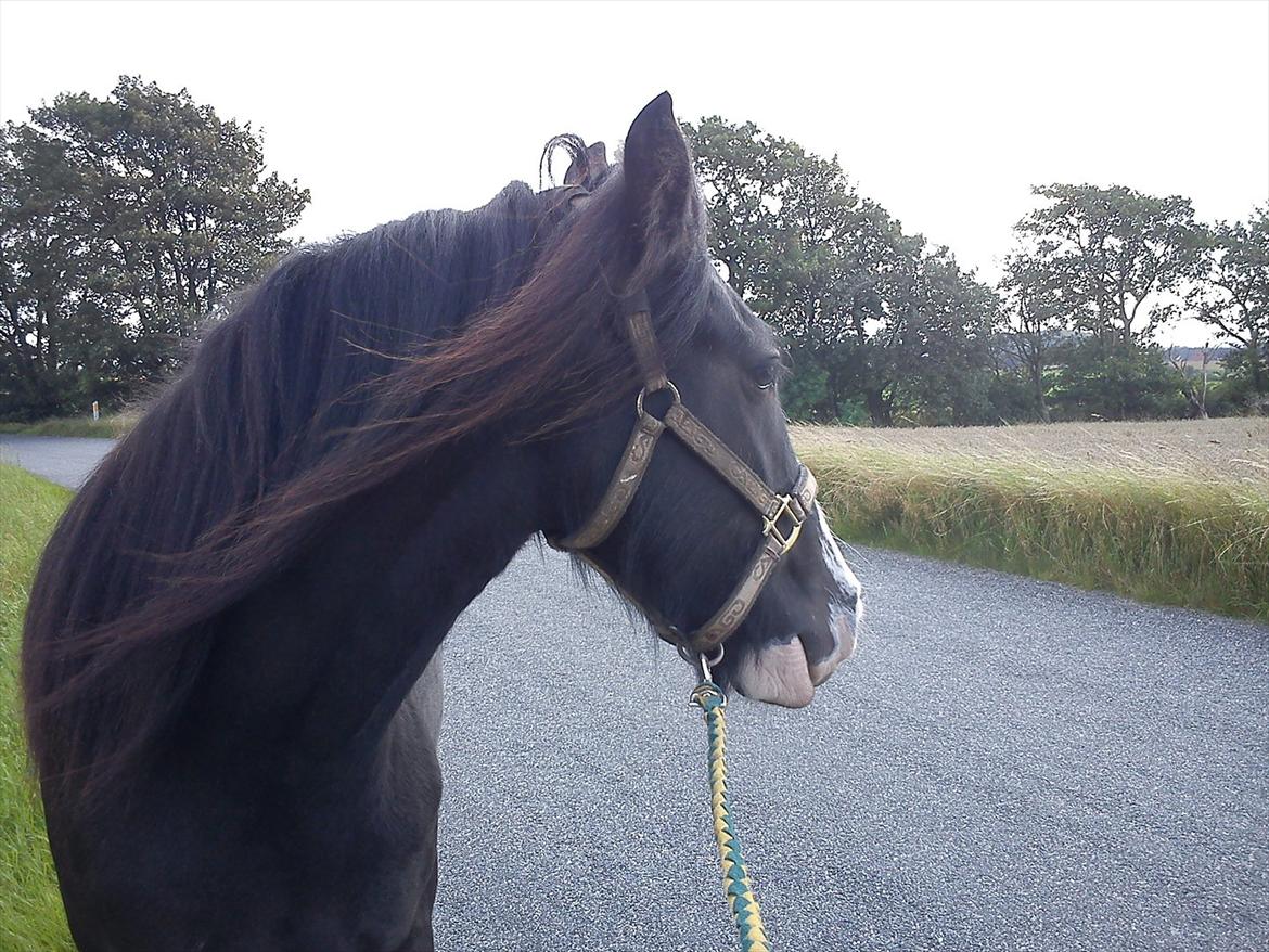 Tinker Kragelunds Darcy - Vores første gåtur sammen billede 6