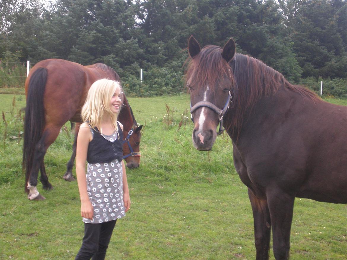 Connemara Elmely's Claudius ( Claus/ klundte)[Meget savnet] - taget d. 21/8 11 billede 10