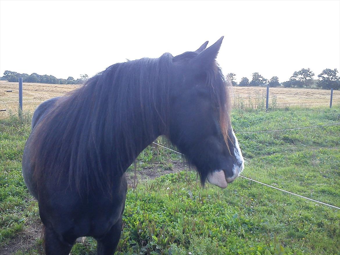 Tinker Kragelunds Darcy billede 7