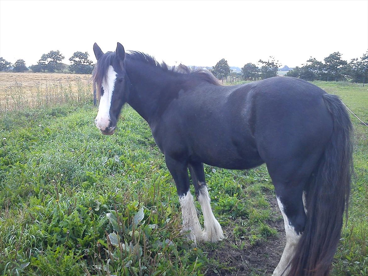 Tinker Kragelunds Darcy billede 8