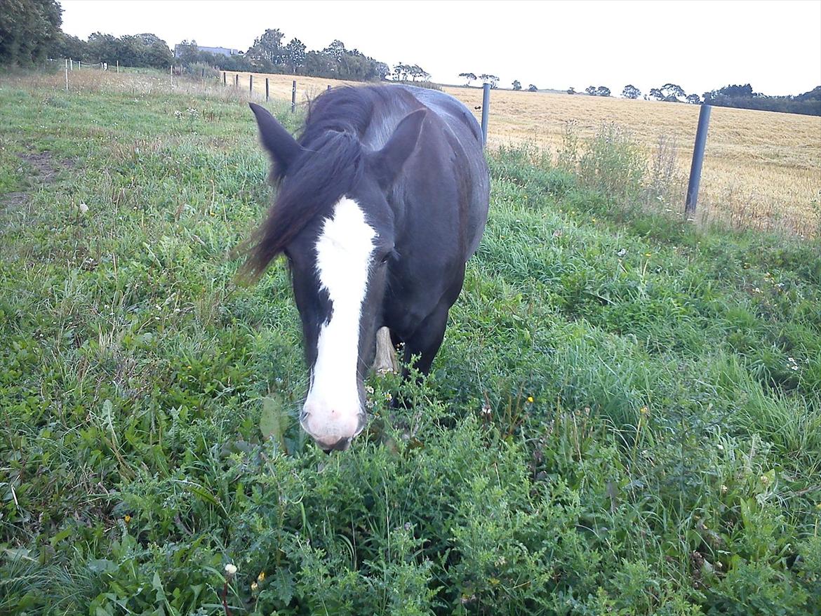 Tinker Kragelunds Darcy - Darcy spiser tidselblomster, meget forsigtigt - mums billede 9