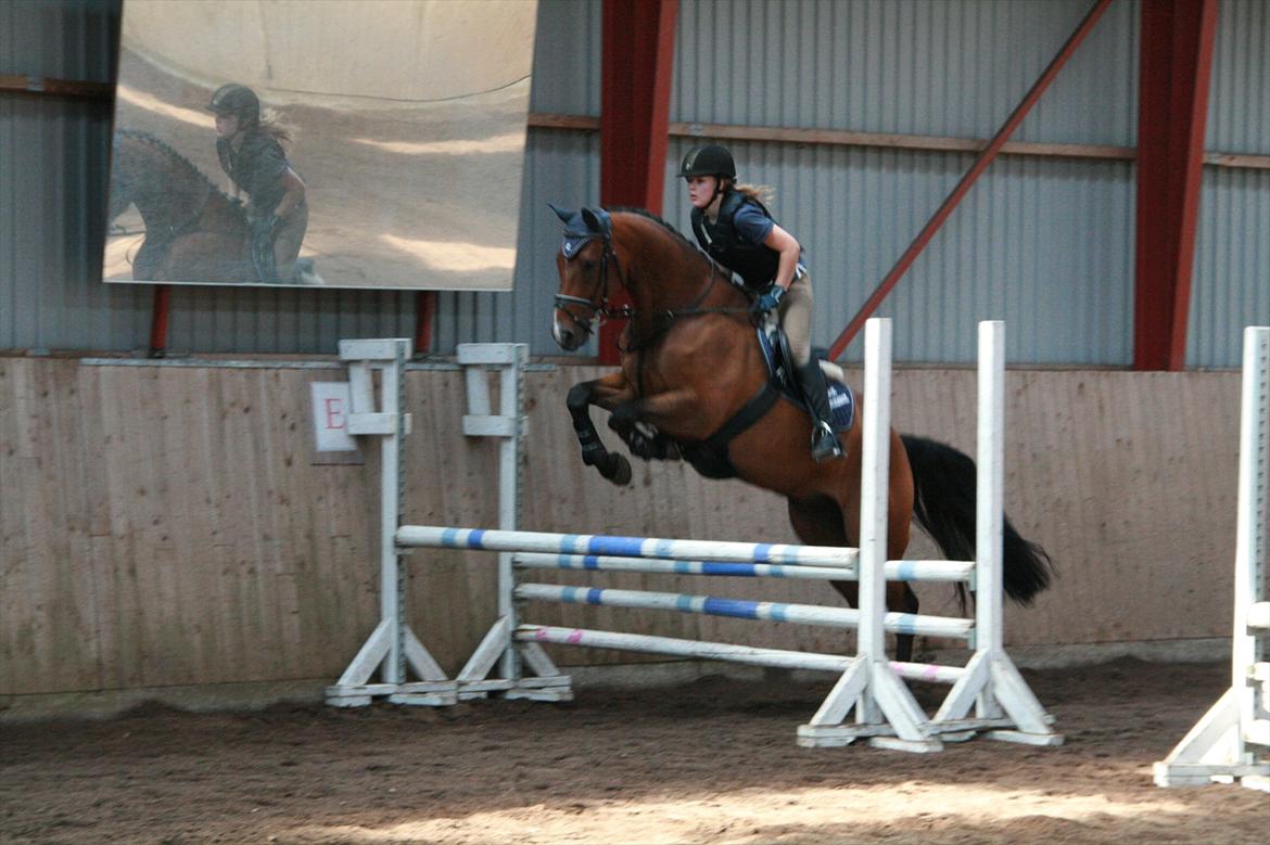 Hollandsk Varmblod Zippo billede 7