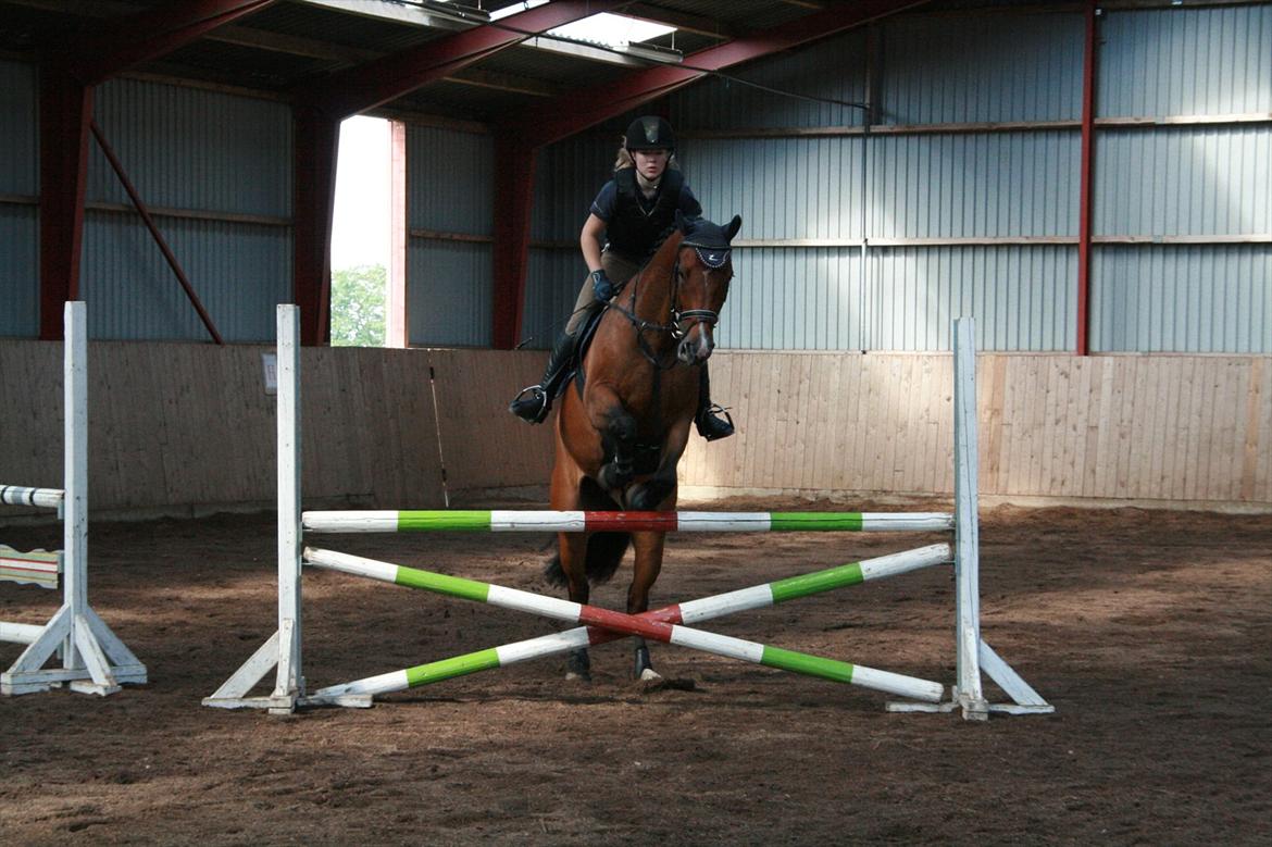 Hollandsk Varmblod Zippo billede 8