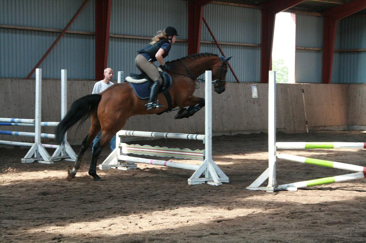 Hollandsk Varmblod Zippo billede 9