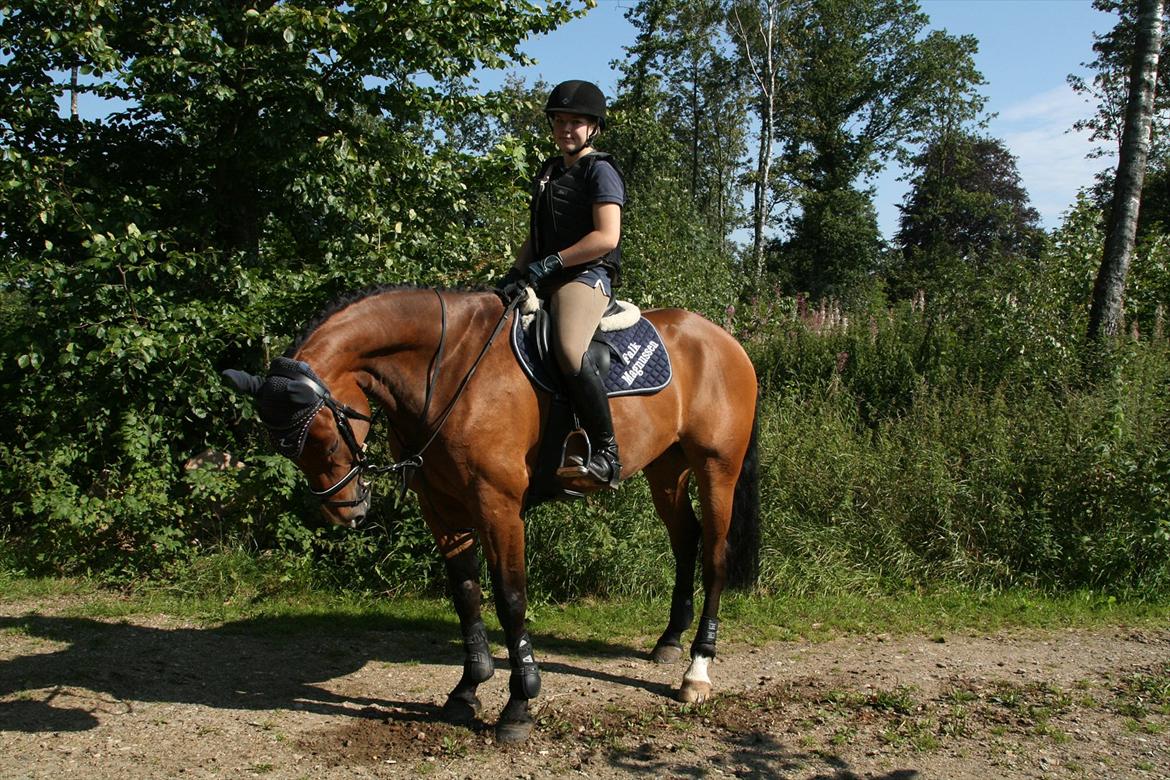 Hollandsk Varmblod Zippo billede 10