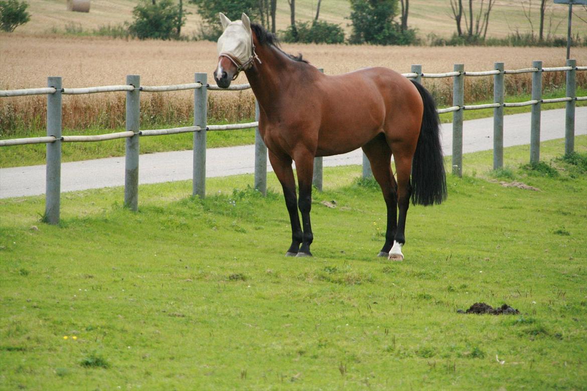 Hollandsk Varmblod Zippo billede 11