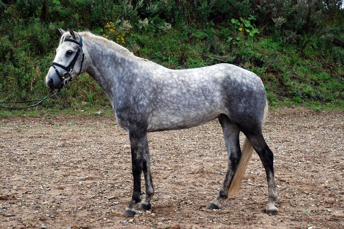 Connemara Borks Dixie Girl - Syntes selv hun ligner en af dem fra Hingstekåring i Herning... :-) billede 4