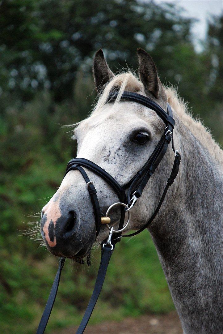 Connemara Borks Dixie Girl - Min smukke skønne Dixie. billede 5