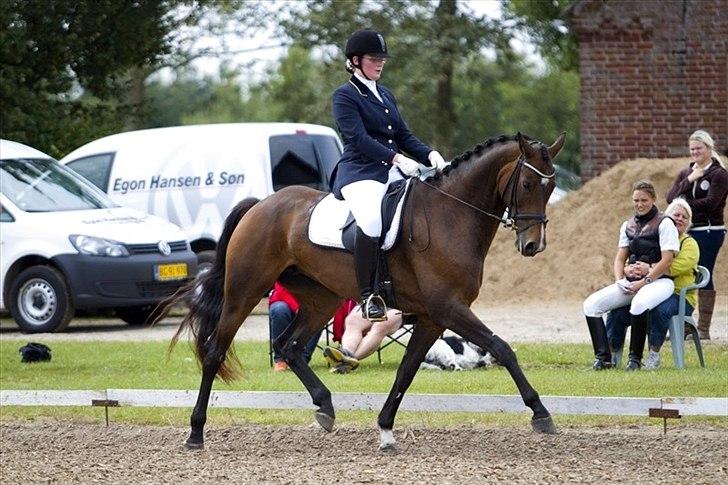 Dansk Varmblod SANDBÆK'S OPHELIA - 5 års championat i Aalestrup d. 21. aug 2011 - foto: MICHELLE DUPONT MOLIN billede 6