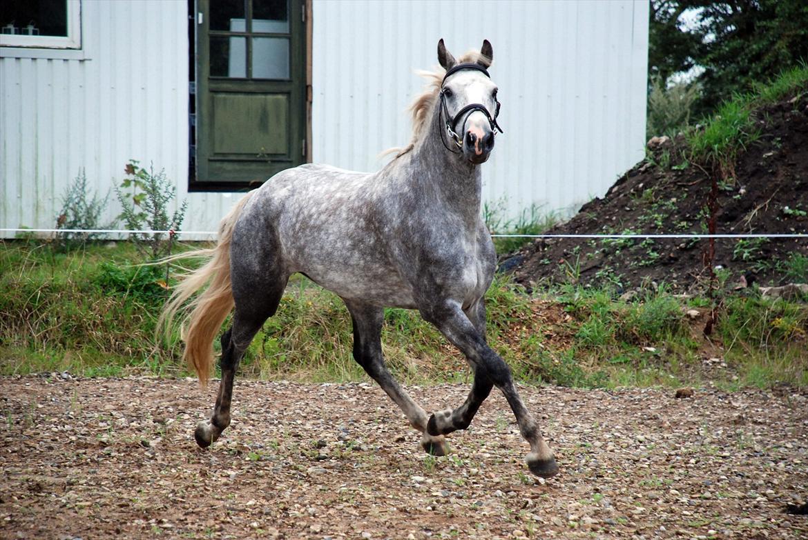Connemara Borks Dixie Girl - Vi har haft hende et par mdr. Hendes pels er stadig fin, men lidt tynd i man og pandelok pga sommereksem, men vi beholder hende da, for hun er så sød. billede 6