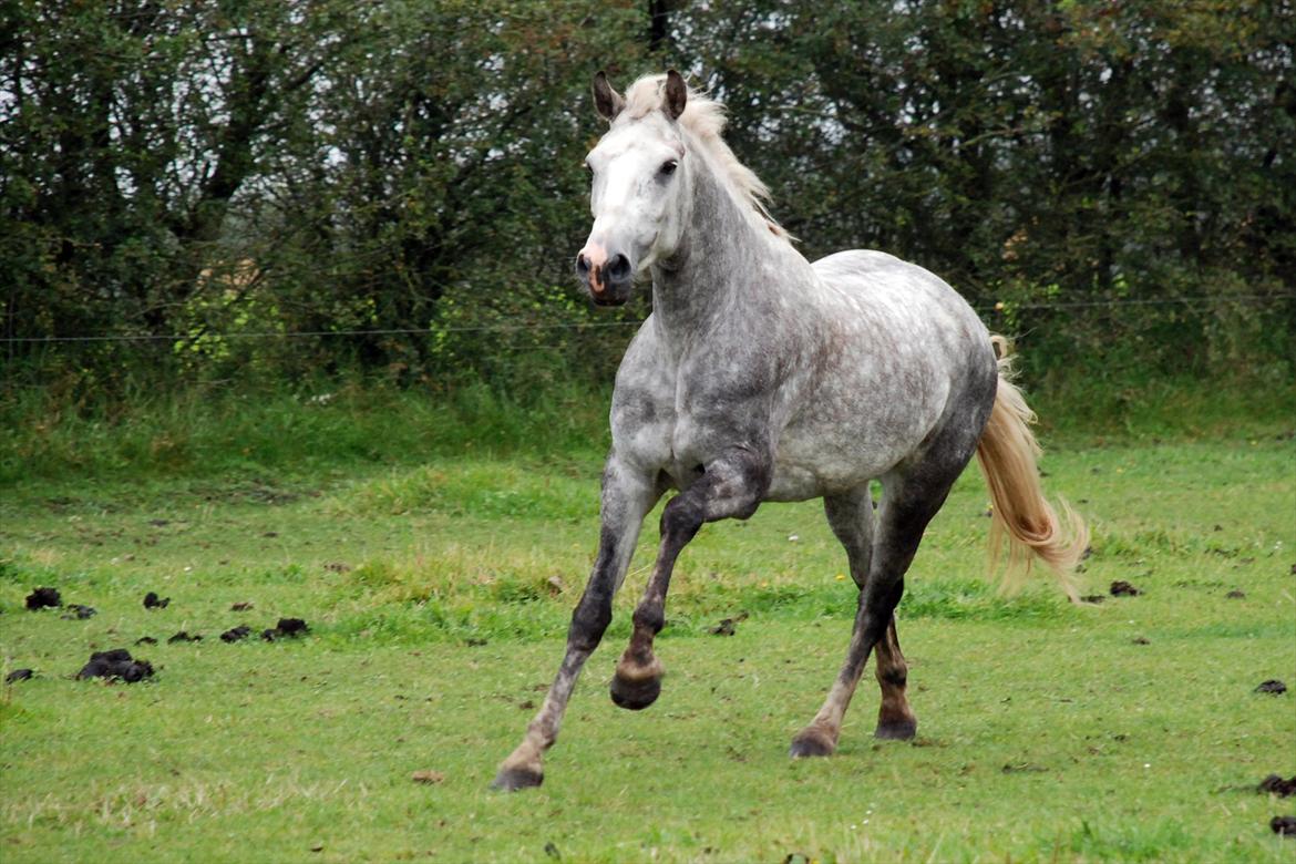Connemara Borks Dixie Girl - Fuld galop på marken - skønt billede 7