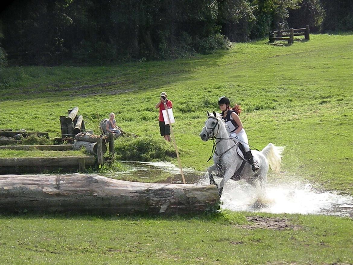Hollandsk Sportspony Guido - Glade pony, til military i sønderskov. billede 7