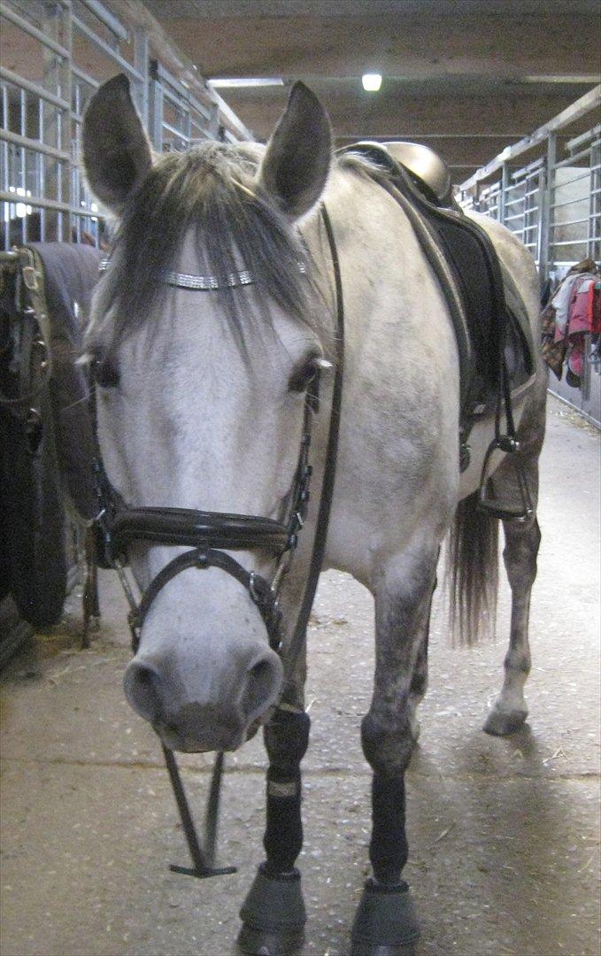 Anden særlig race Charmant  - Efter ene-time han så så sød ud :-D billede 12