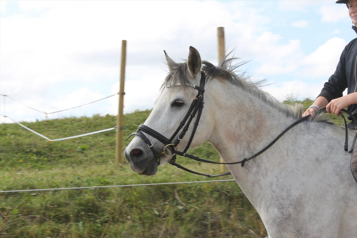 Anden særlig race Charmant  - Dejlige smukke Chappe :-* billede 17