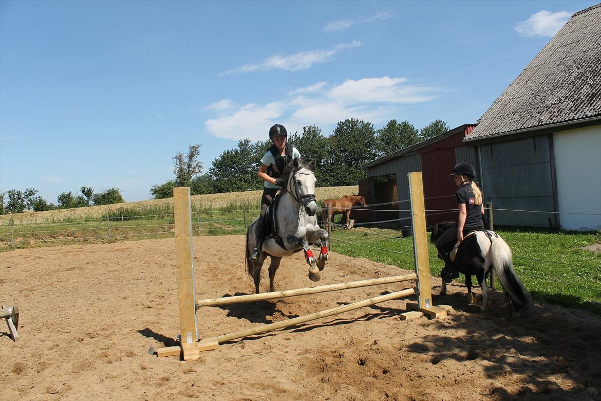 Anden særlig race Charmant  - Louise og Chappe springer :-) billede 19