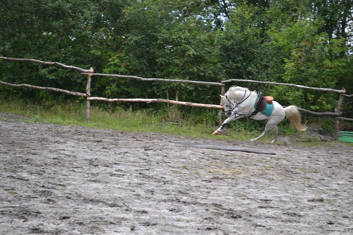Welsh Pony (sec B) Klintholms Sir Jeff (Bebber) - Bebber er lidt vild:-)<3 billede 18
