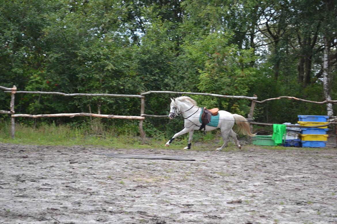 Welsh Pony (sec B) Klintholms Sir Jeff (Bebber) billede 19