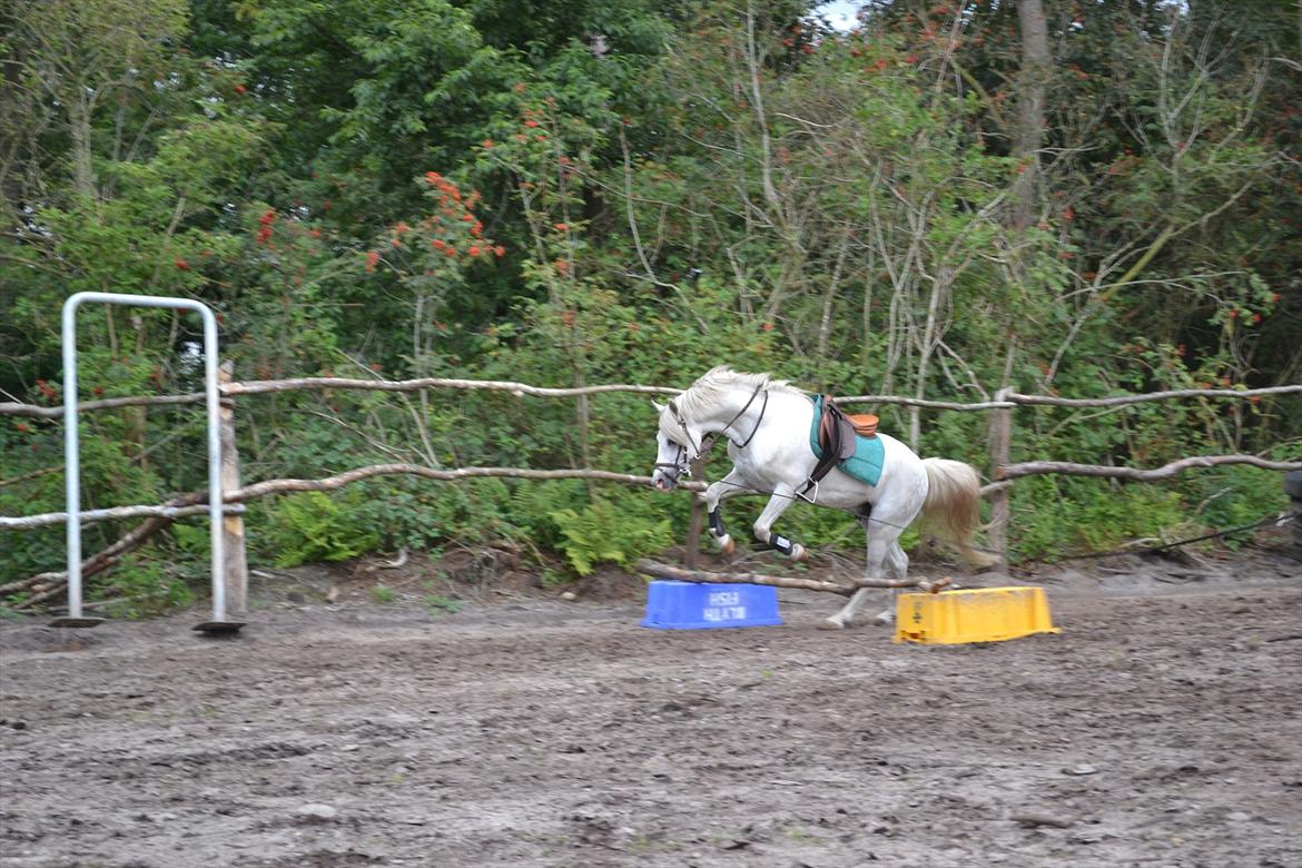 Welsh Pony (sec B) Klintholms Sir Jeff (Bebber) billede 20