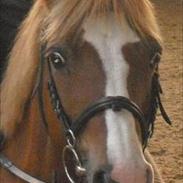 Welsh Pony af Cob-type (sec C) Faxi 