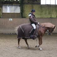 Welsh Pony af Cob-type (sec C) Faxi 