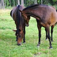 Anden særlig race Rolf Rainman