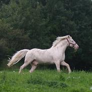 Palomino mello