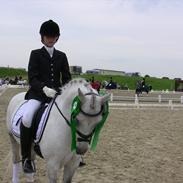 Welsh Pony af Cob-type (sec C) Søgaards Asterix A-Pony SOLD to Malaysia