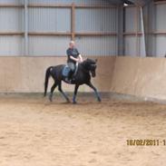 Dansk Varmblod Kokholms Samba RDH