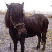 Islænder Aska fra Kongehøj