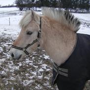 Fjordhest Rasull Nordly