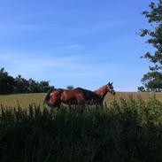 Anden særlig race Jack Of Hearts